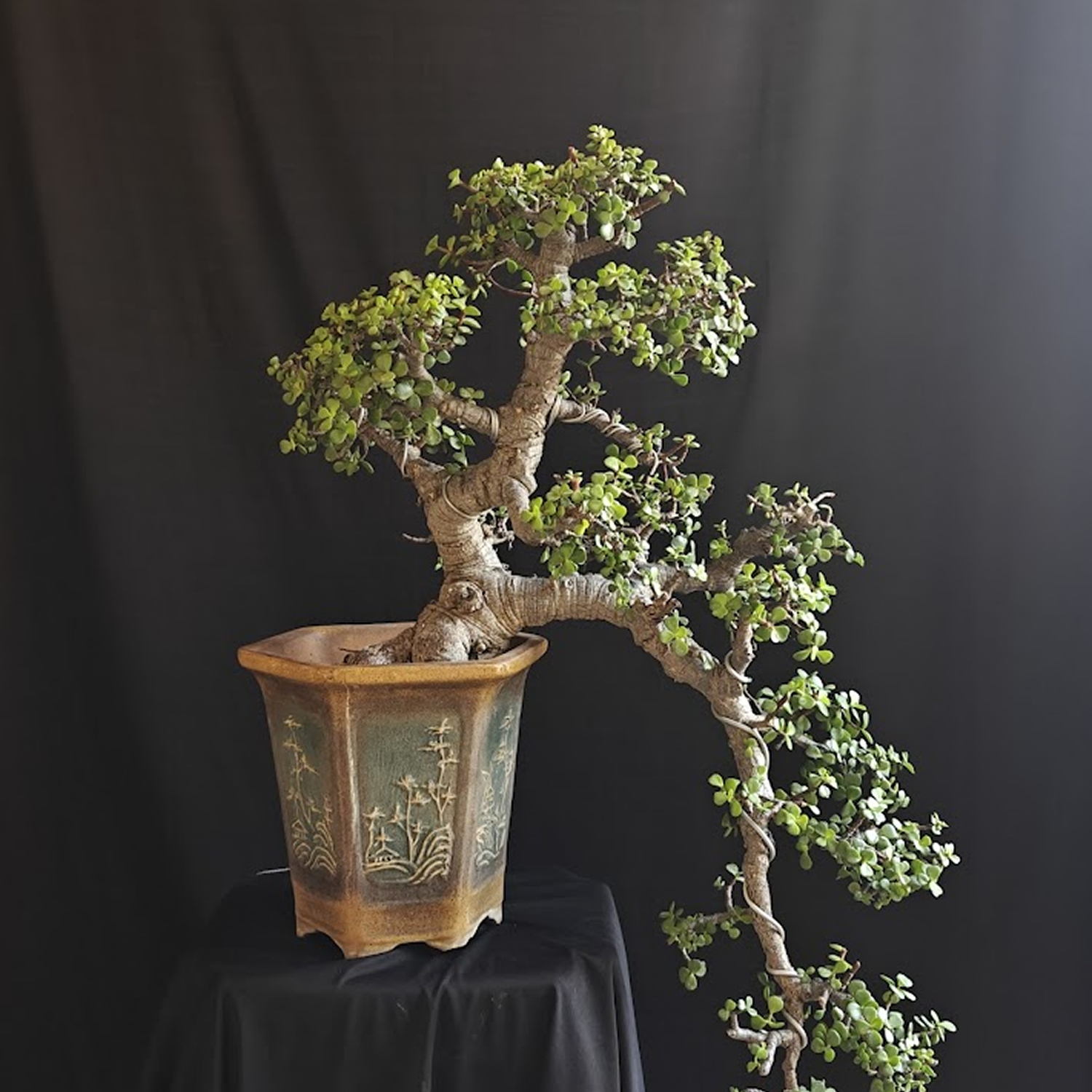 Gifting Bonsai Trees: Symbolism, Best Picks, and Care Instructions for Loved Ones