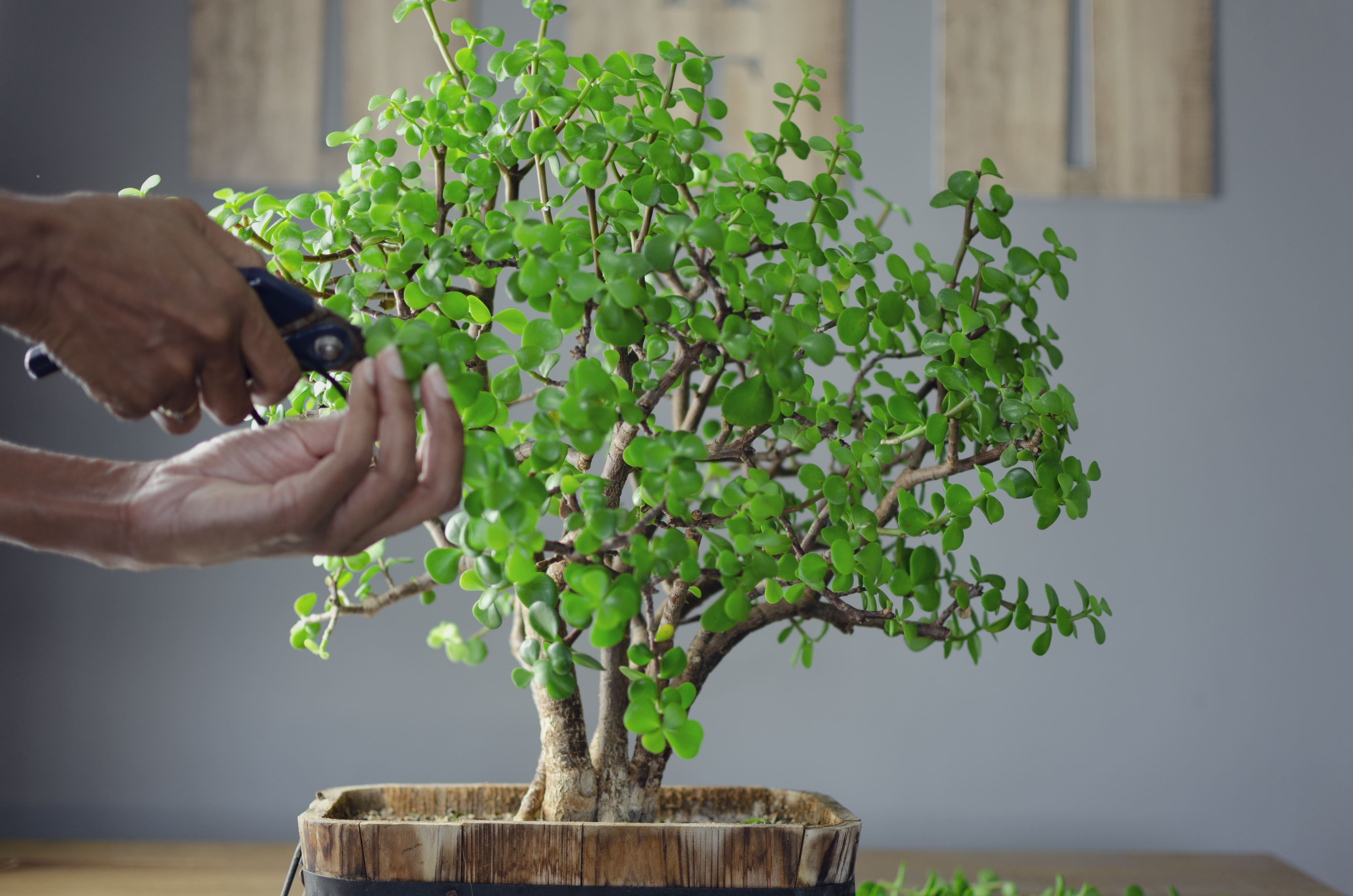 Beginner’s Guide to Bonsai: Everything You Need to Know Before Buying Your First Tree