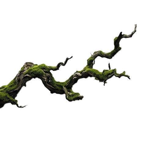 Branch
